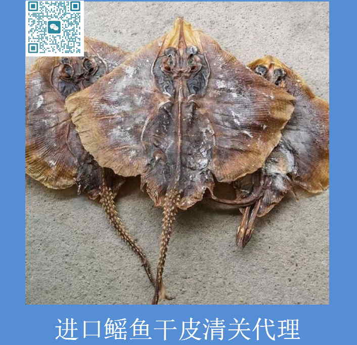 进口鳐鱼干皮清关.jpg