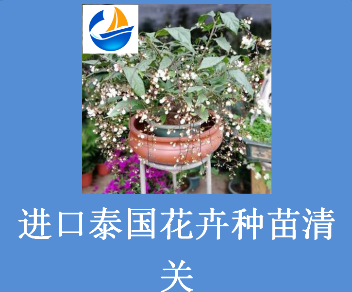 进口泰国花卉种苗清关.png