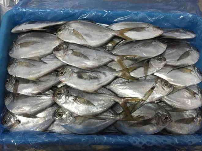 鲳鱼进口清关.jpg